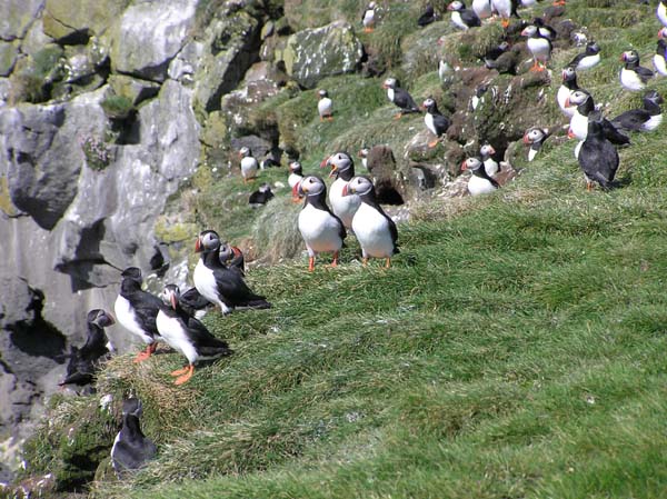 Puffins 2