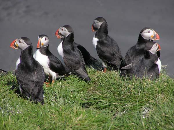 Puffins 3