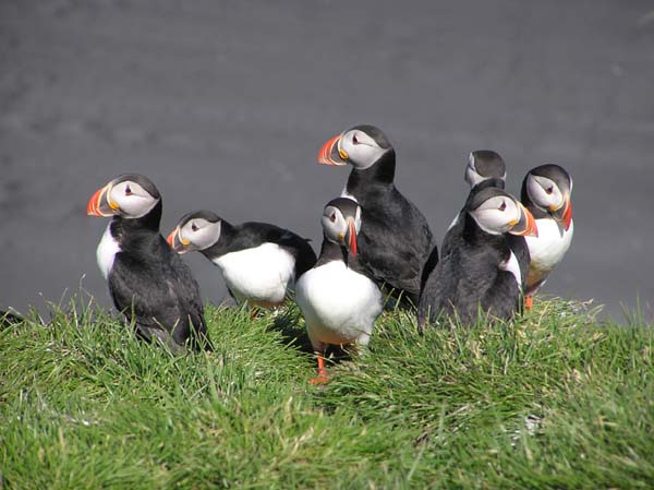 Puffins 4