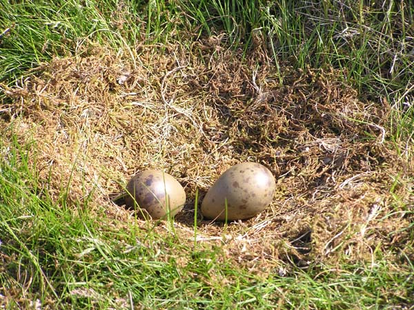 Skua Eggs