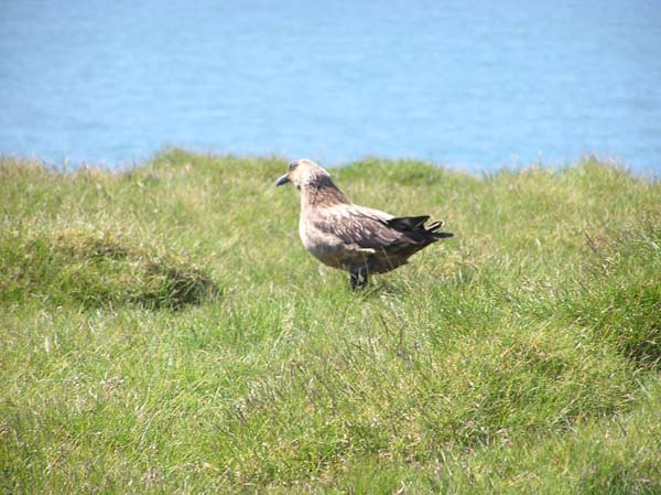 Skua