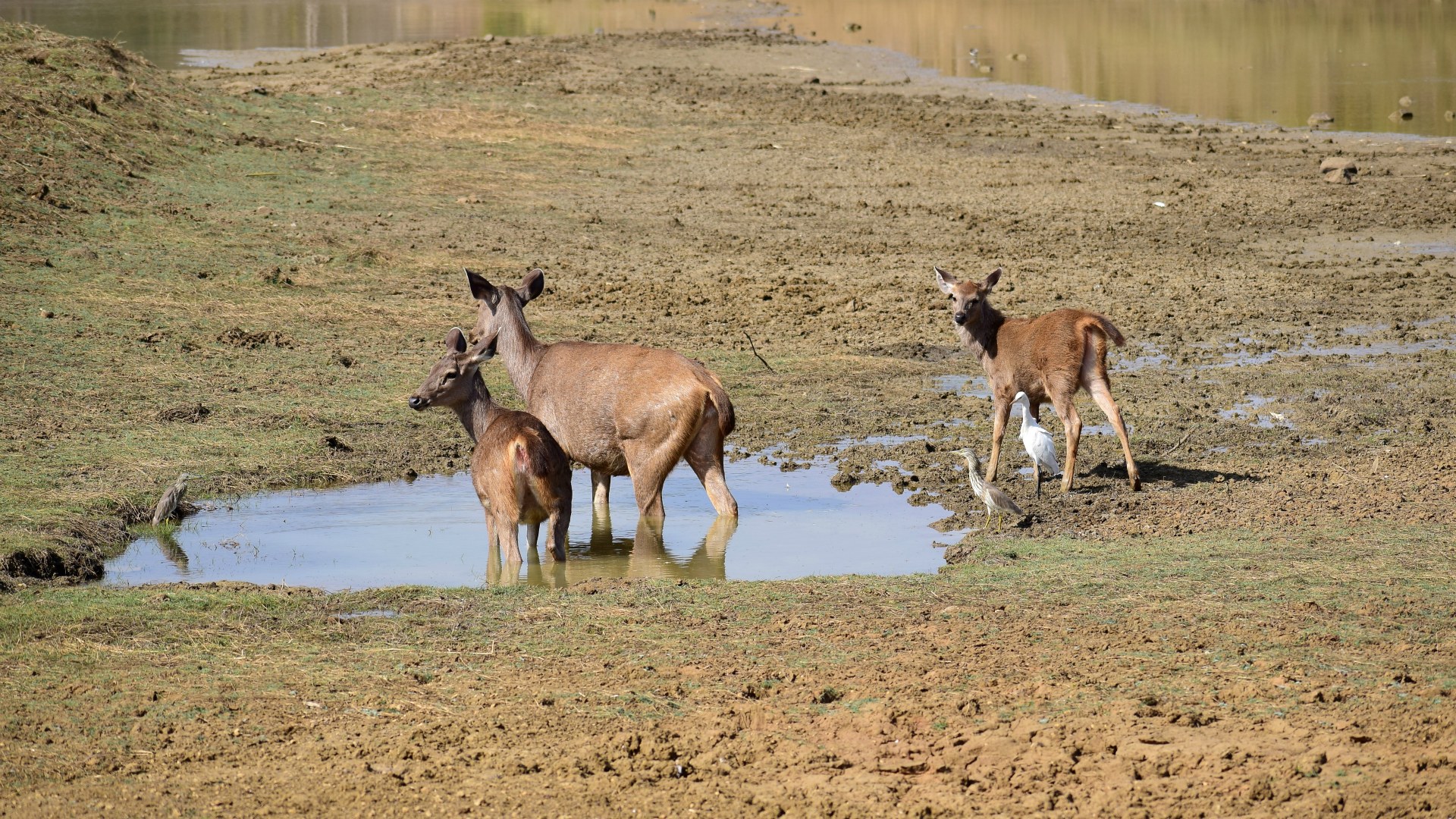 Sambar Deer, Tadoba National Park