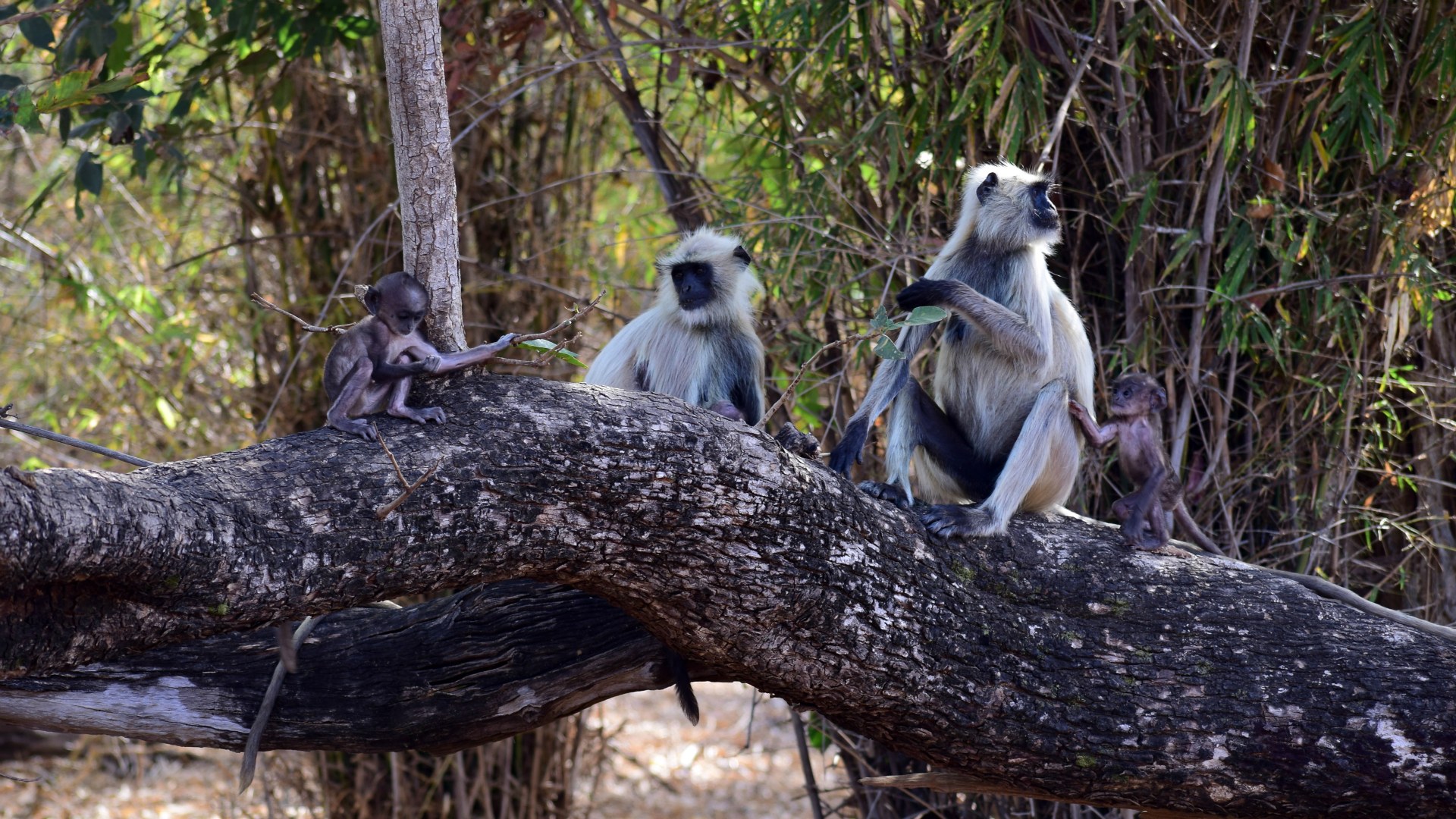 Grey Langurs, Tadoba National Park