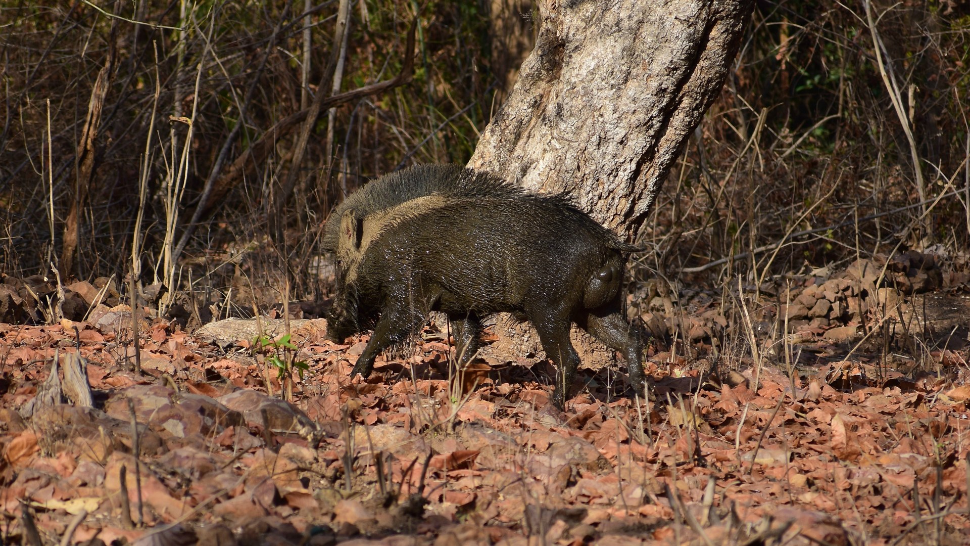 Wild Boar, Tadoba National Park
