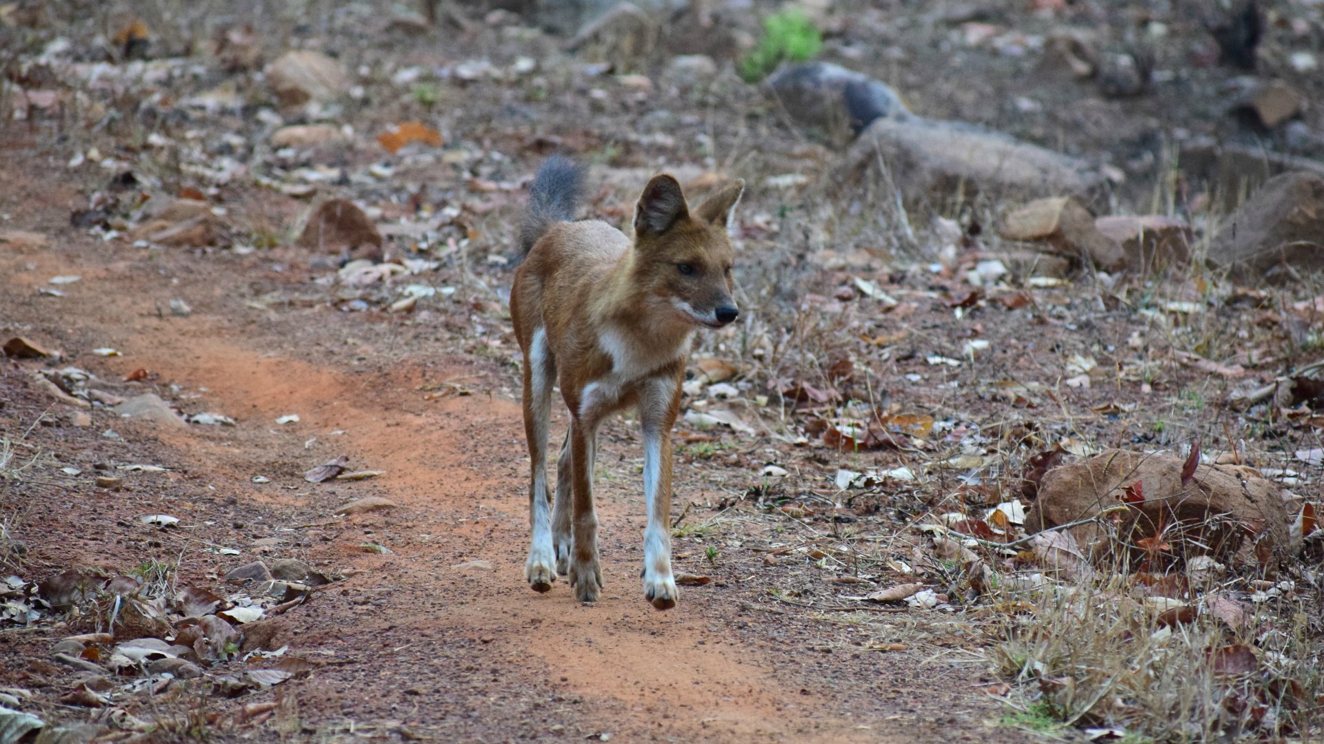 Asiatic Wild Dog, Tadoba National Park