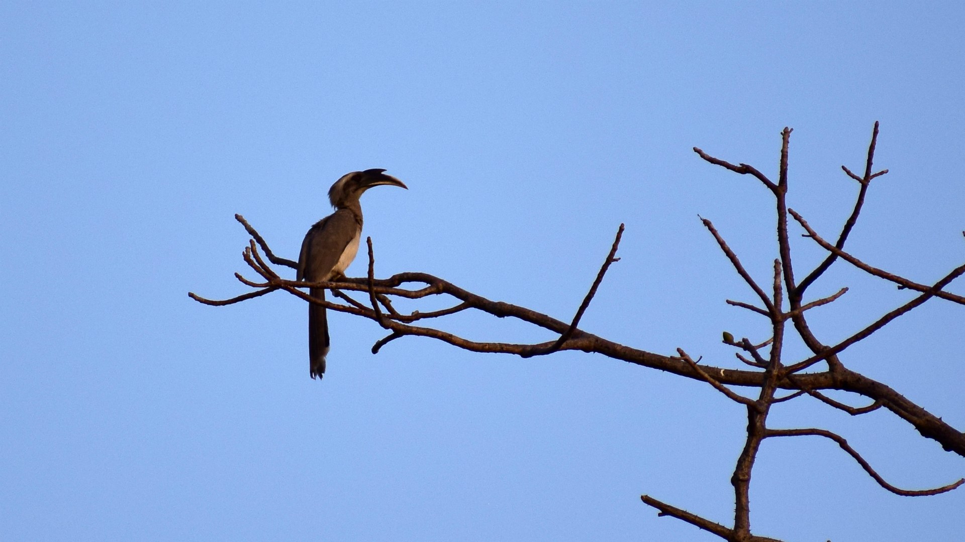 Grey Hornbill, Tadoba National Park
