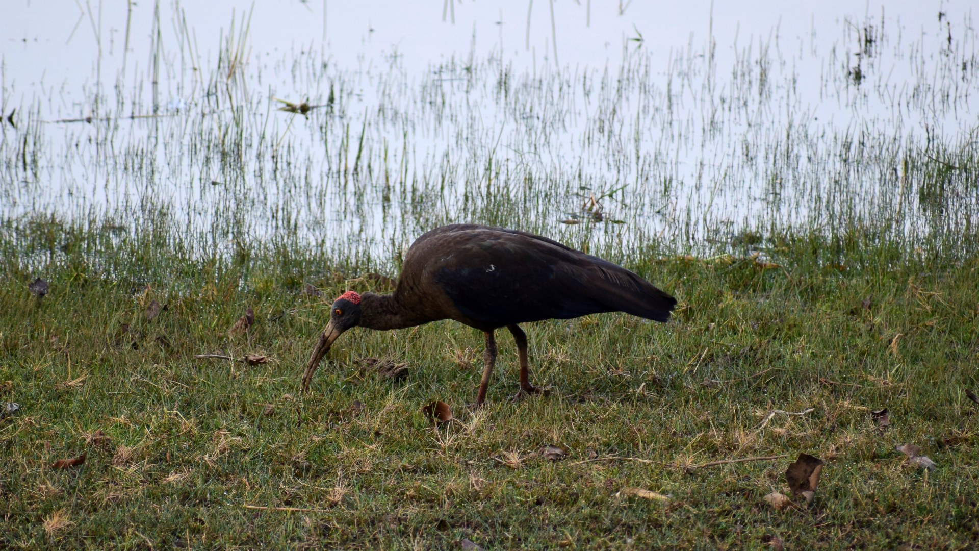 Red-Naped Ibis, Tadoba National Park