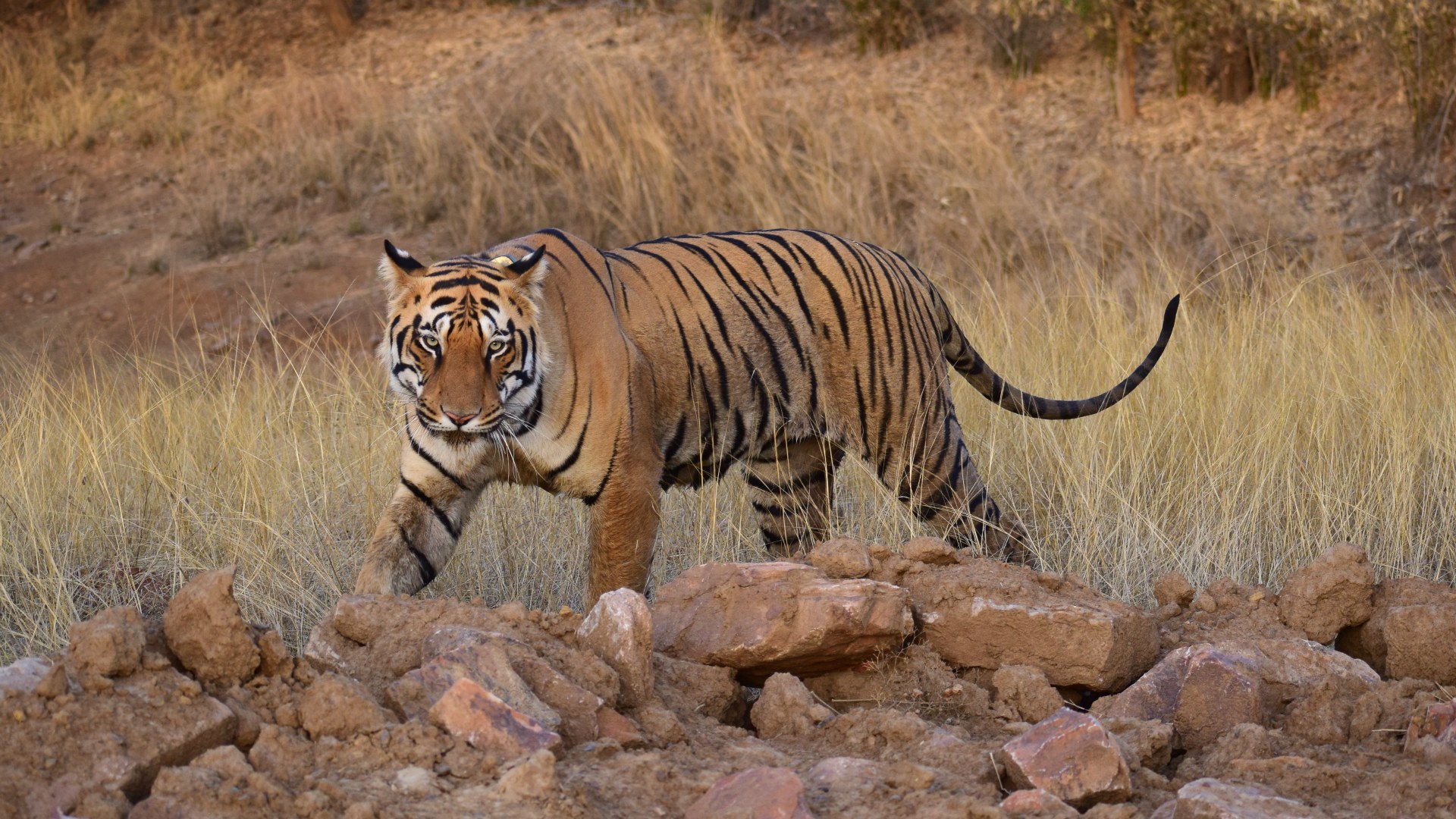 Tiger, Tadoba National Park