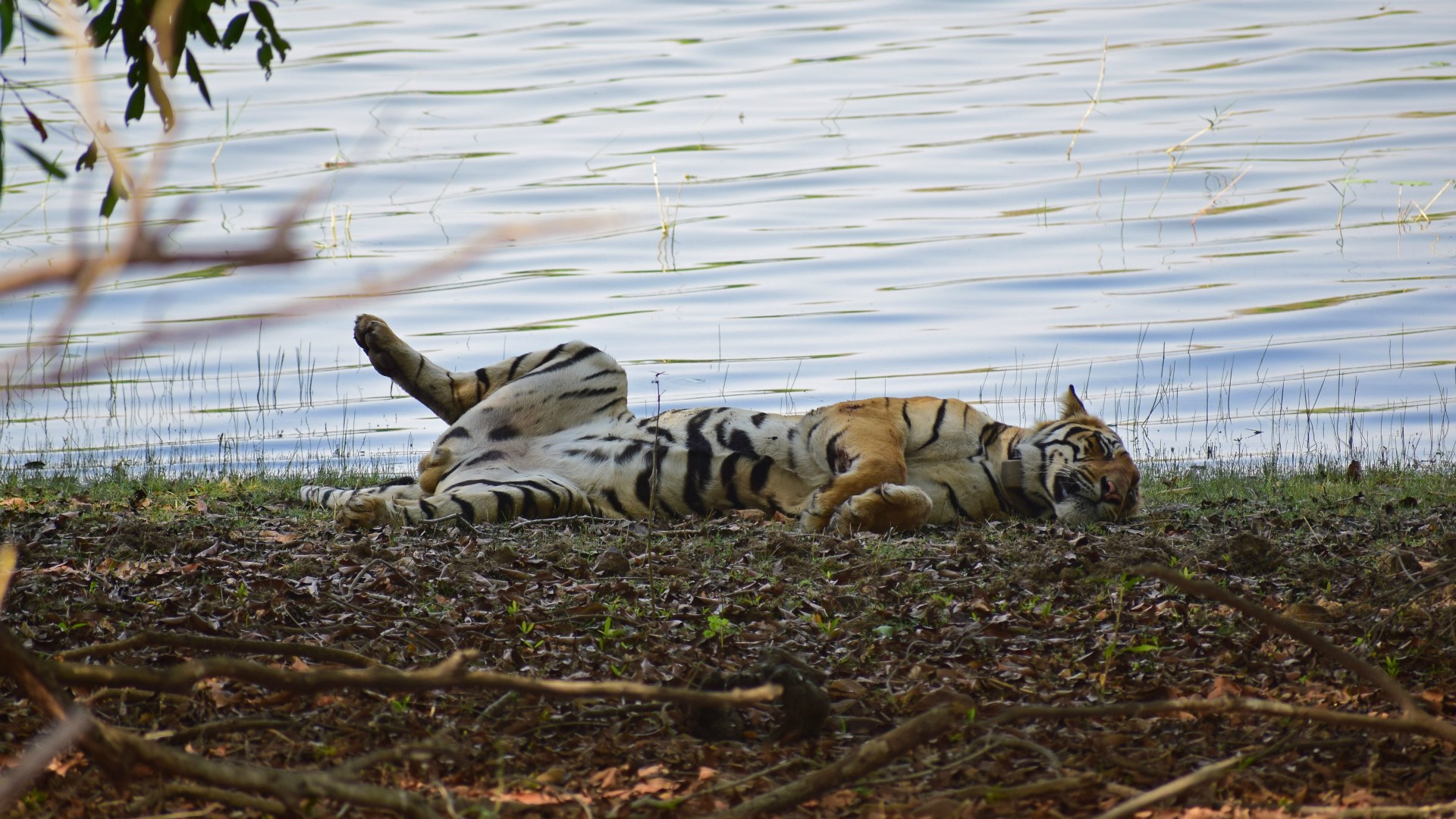 Tiger, Tadoba National Park