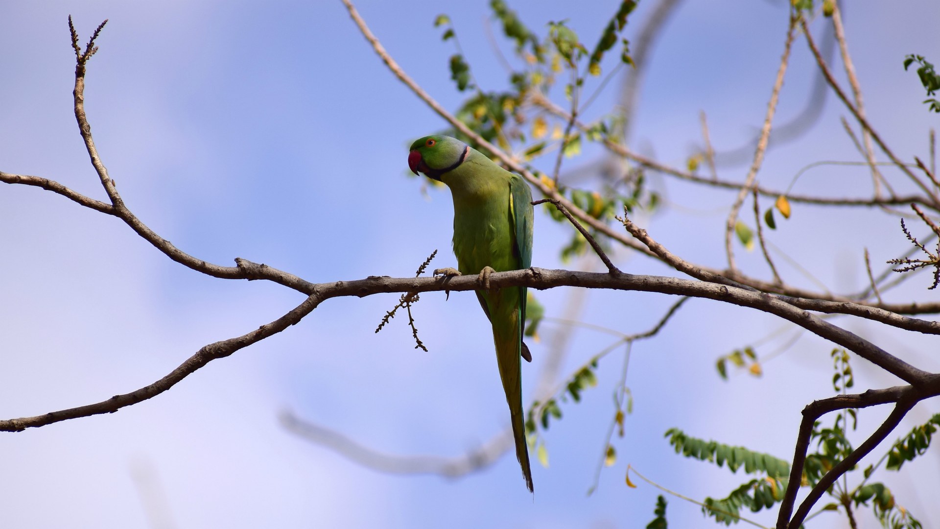 Rose-Ringed Parakeet, Pench National Park