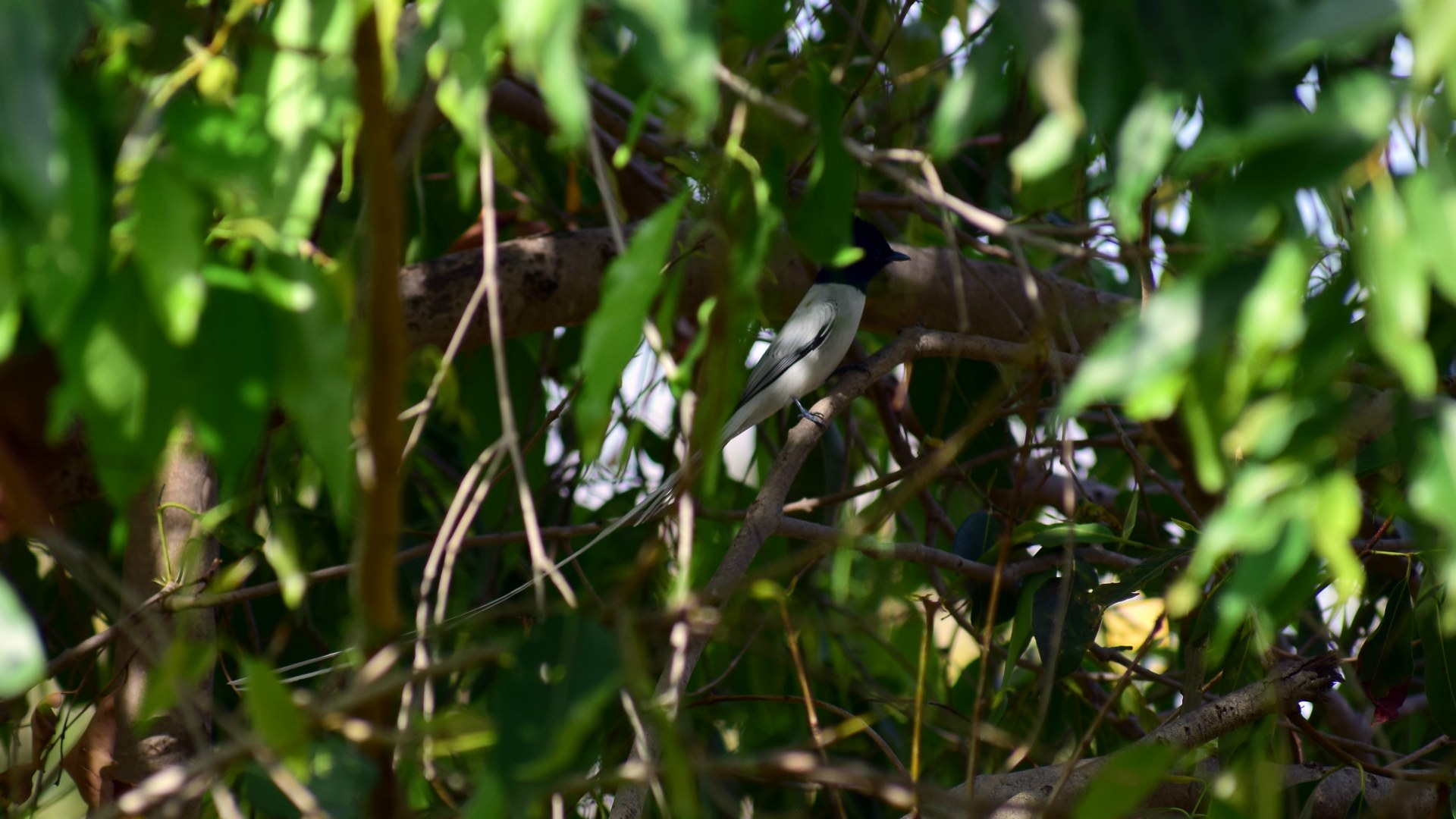 Indian Paradise Flycatcher, Pench National Park