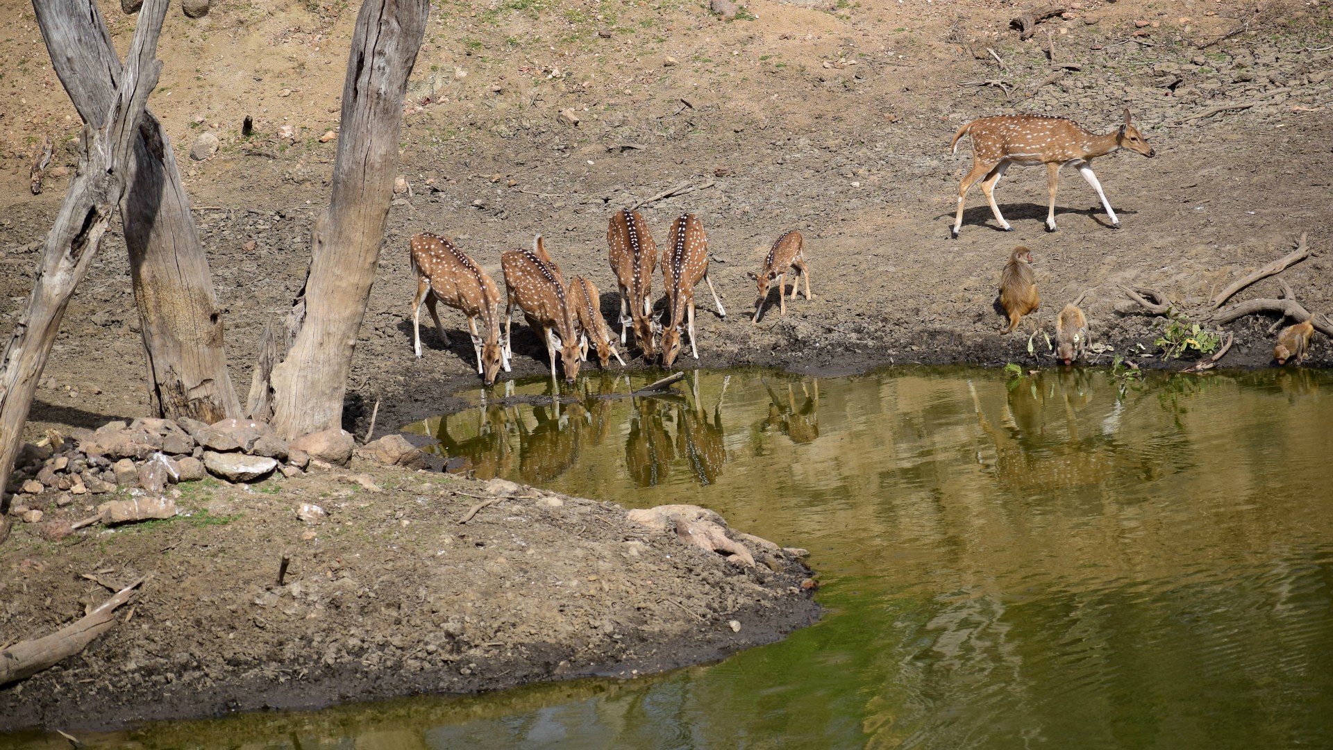Spotted Deer and Rhesus Macaques, Pench National Park
