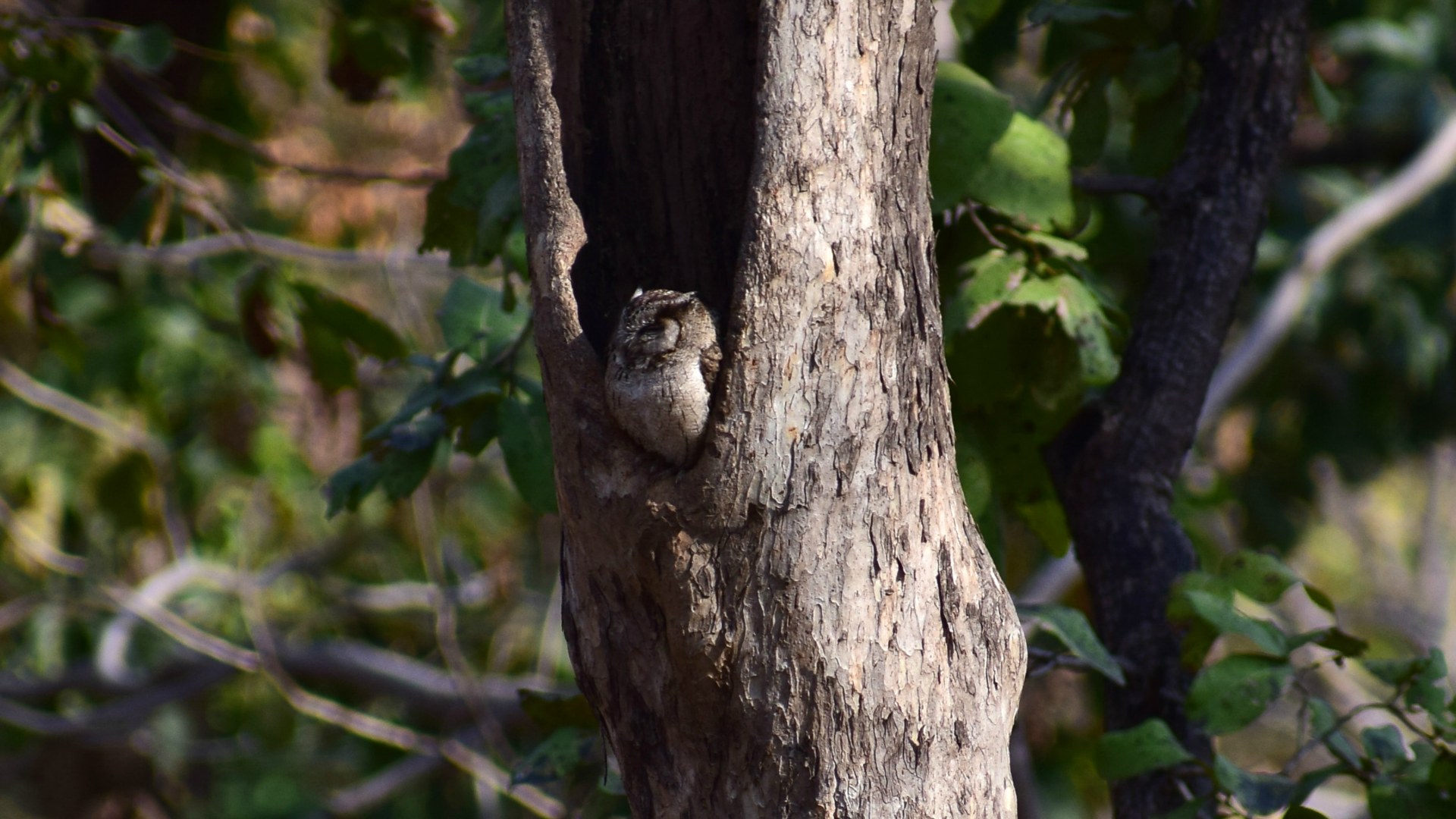 Indian Scops Owl, Pench National Park