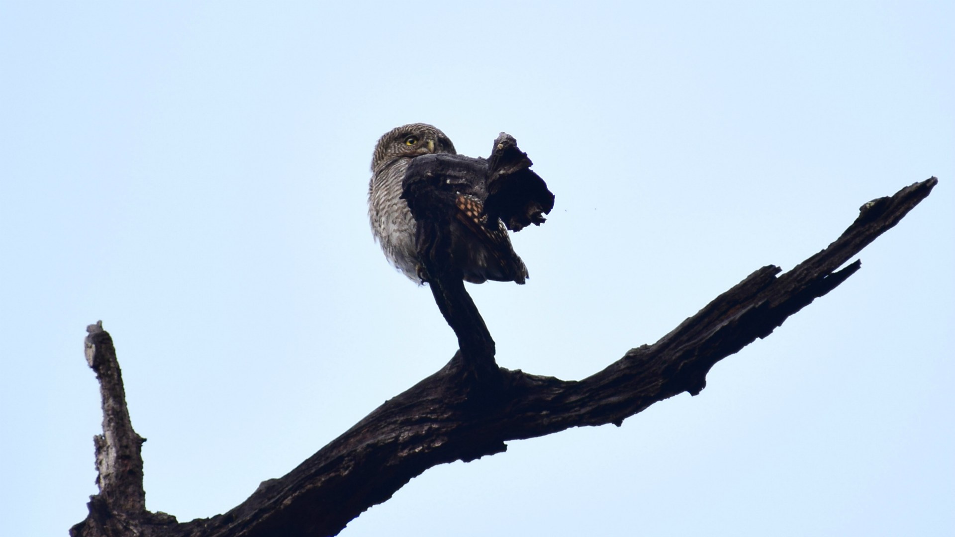 Jungle Owlet, Kanha National Park