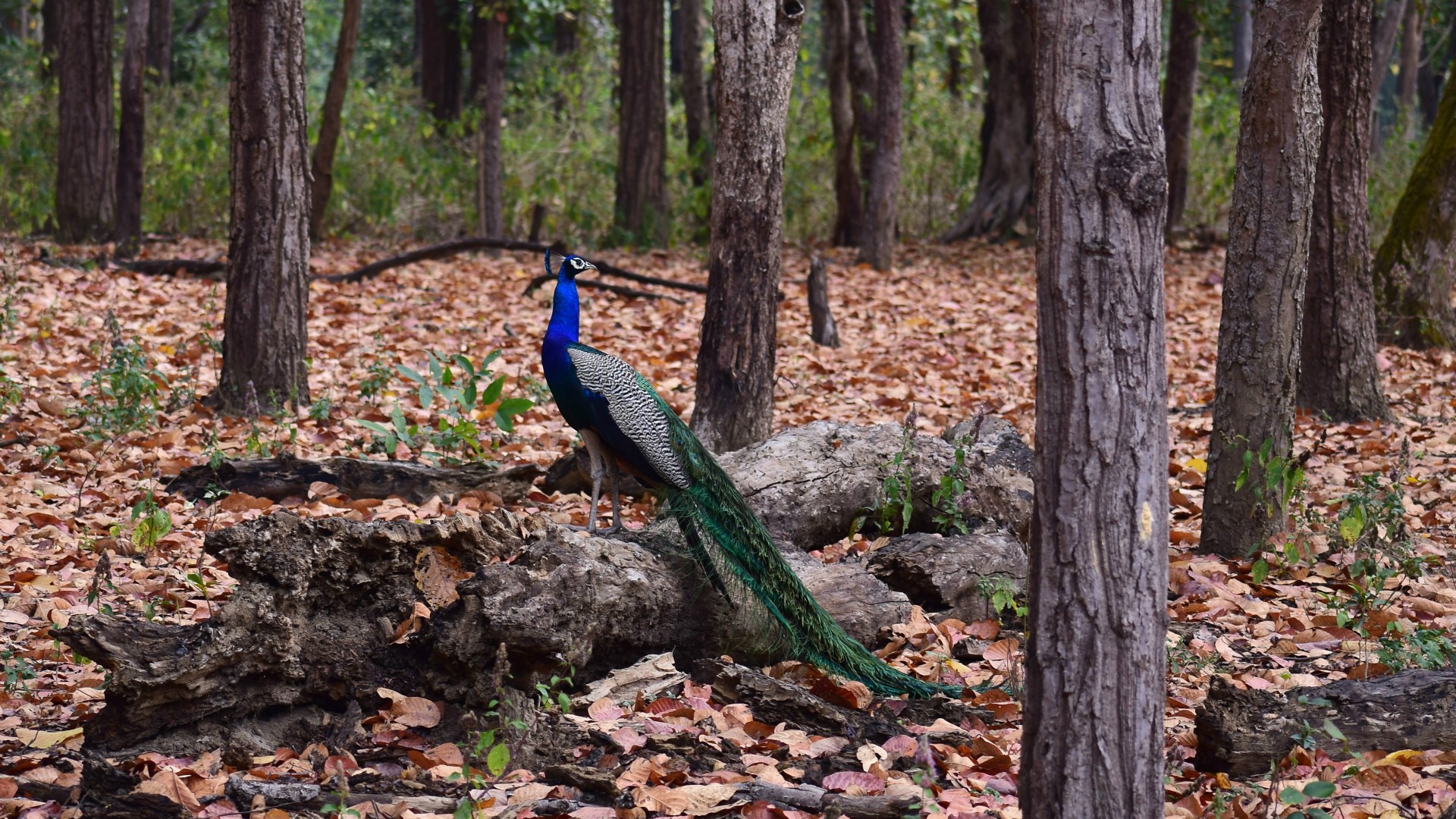 Peacock, Kanha National Park