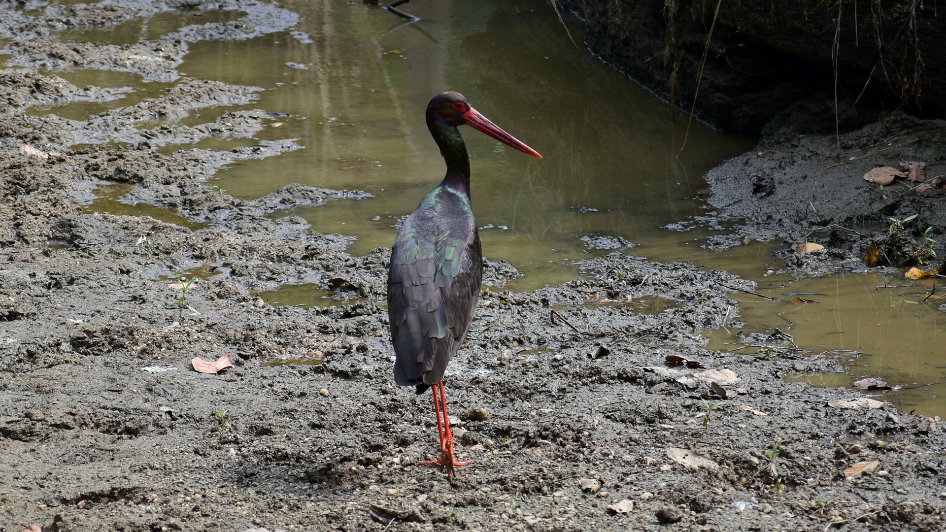Black Stork, Kanha National Park