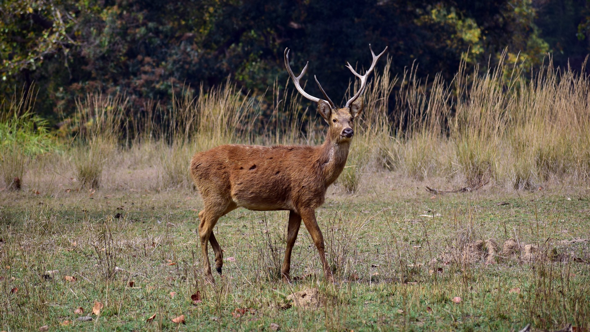 Swamp Deer, Kanha National Park