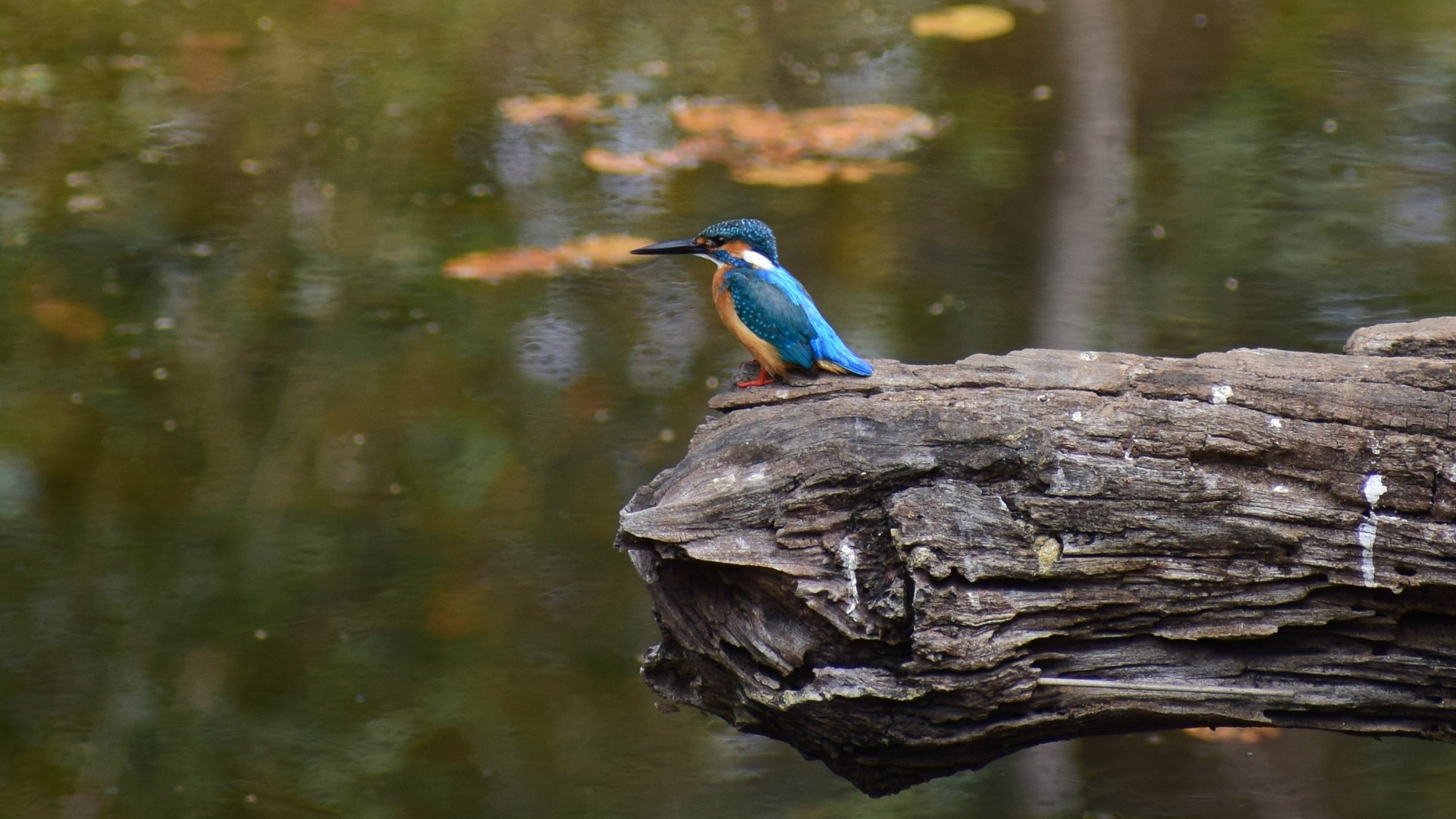 Common Kingfisher, Kanha National Park