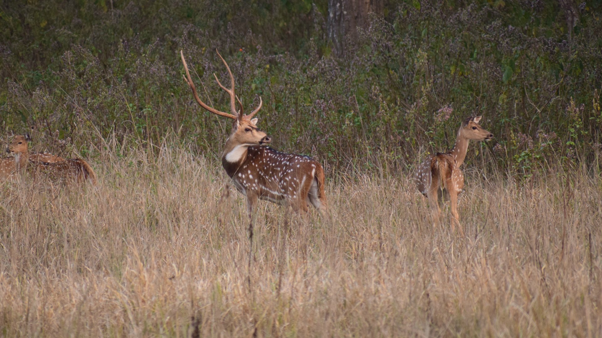 Spotted Deer, Kanha National Park
