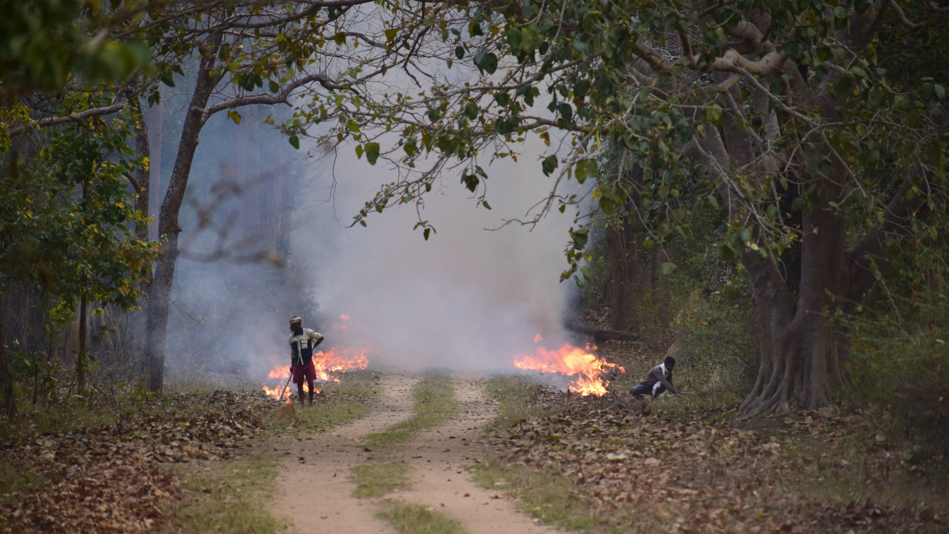 Controlled Burning, Kanha National Park