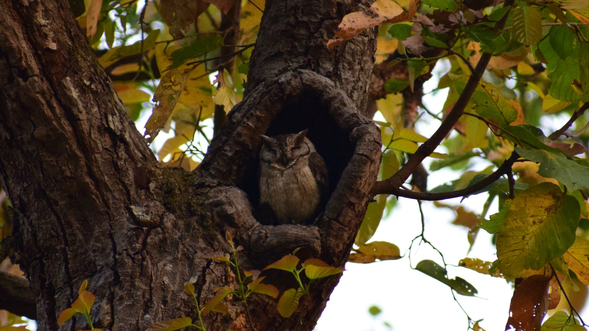 Indian Scops Owl, Kanha National Park
