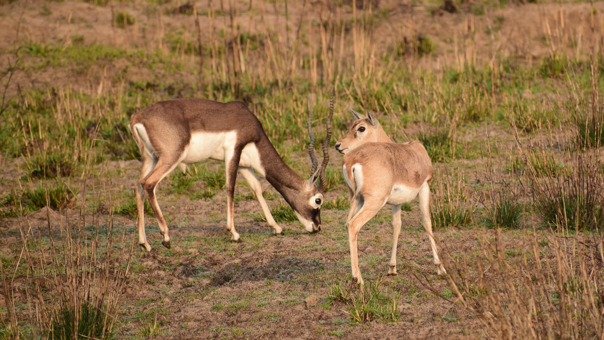Black Buck, Kanha National Park