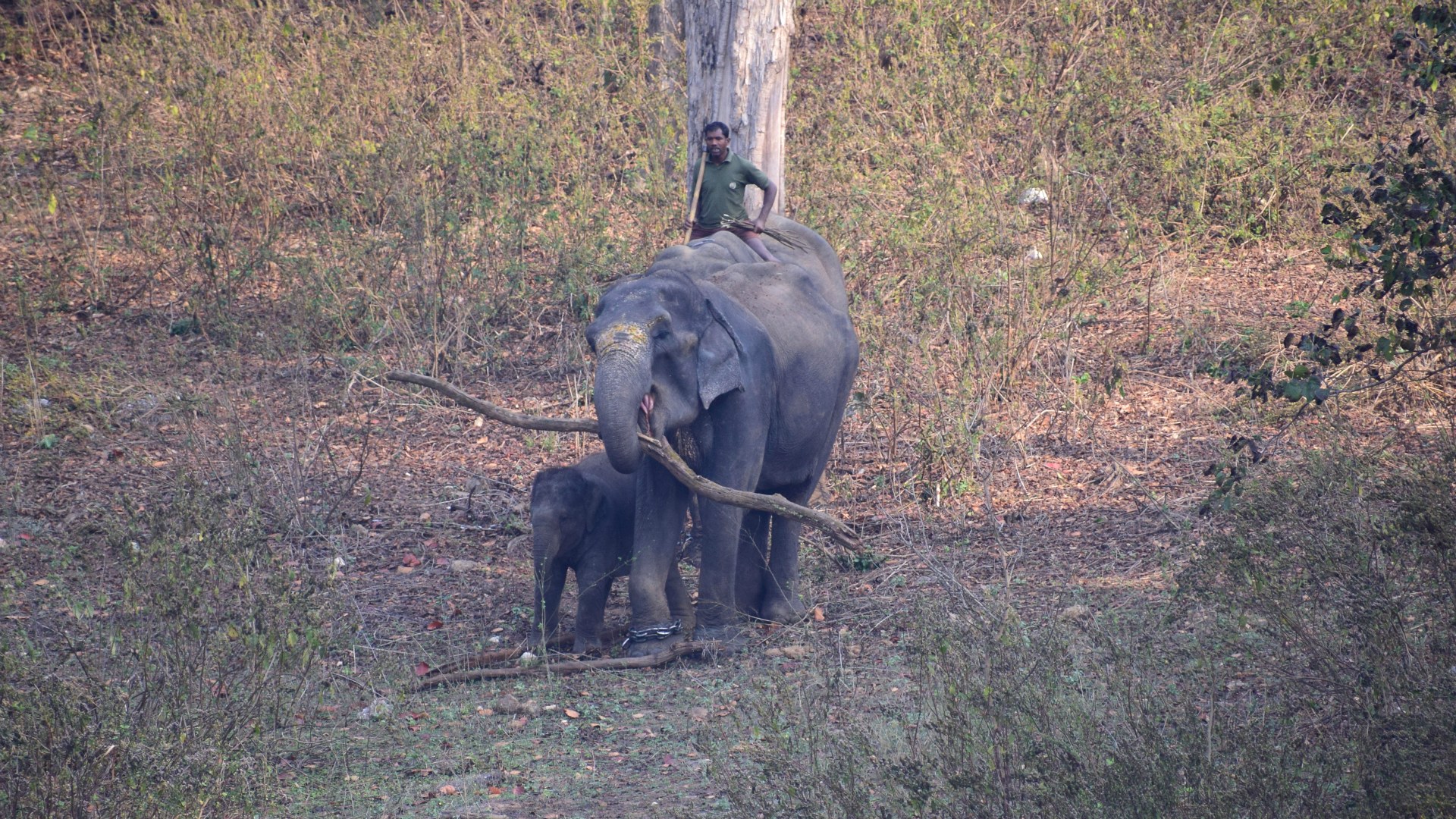 Indian Elephants, Kanha National Park