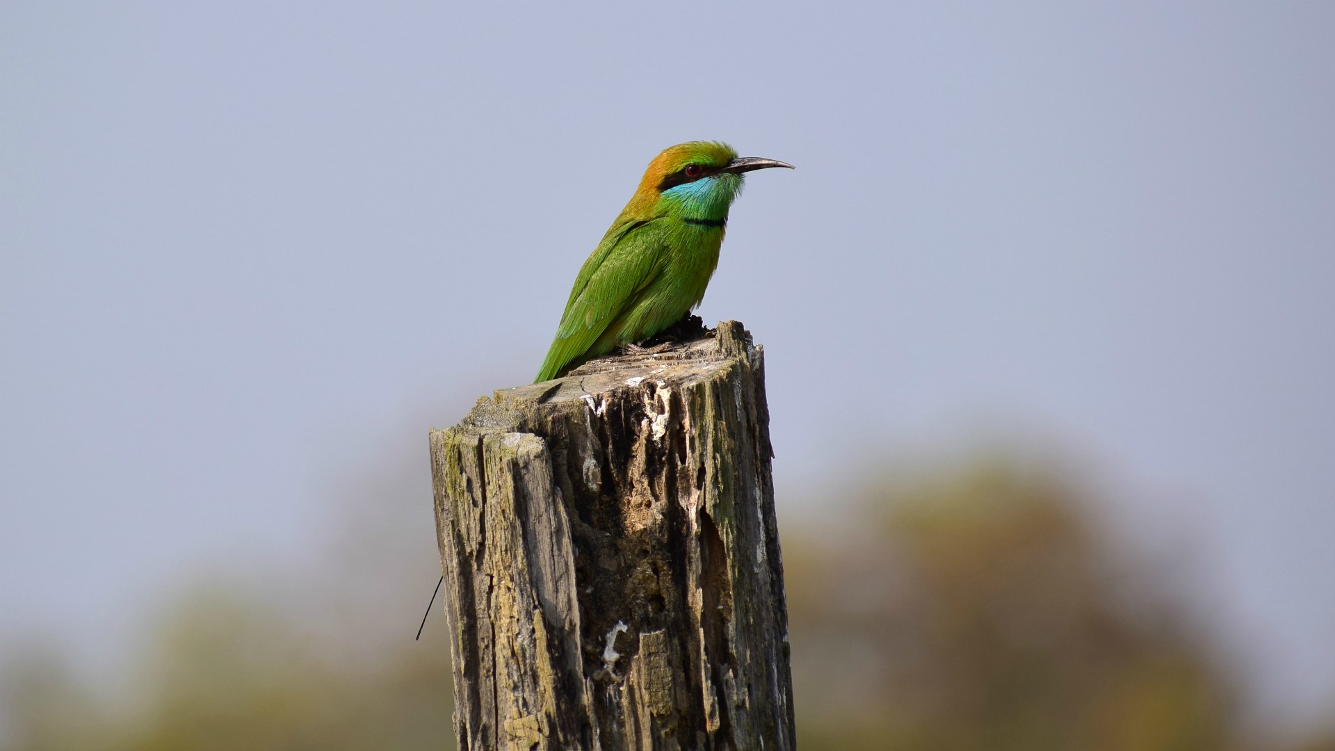 Green Bee-Eater, Kanha National Park
