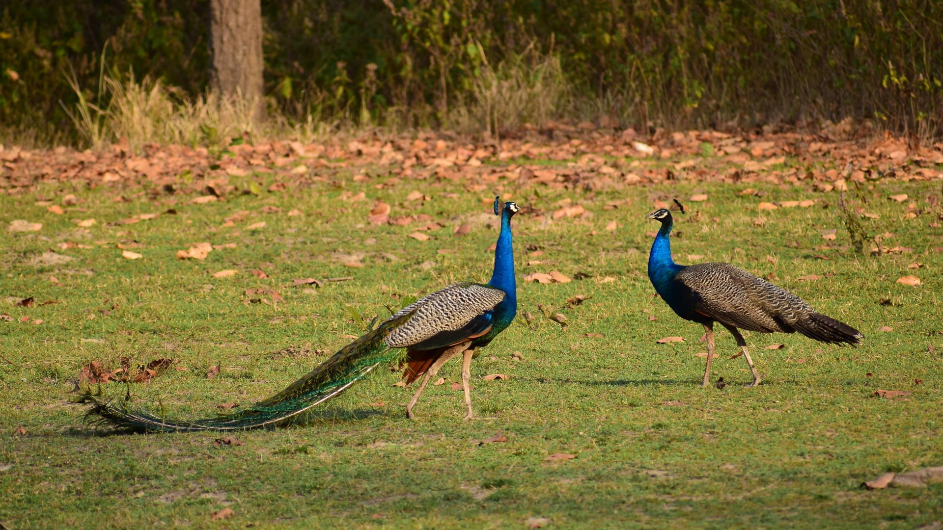 Peacocks, Kanha National Park