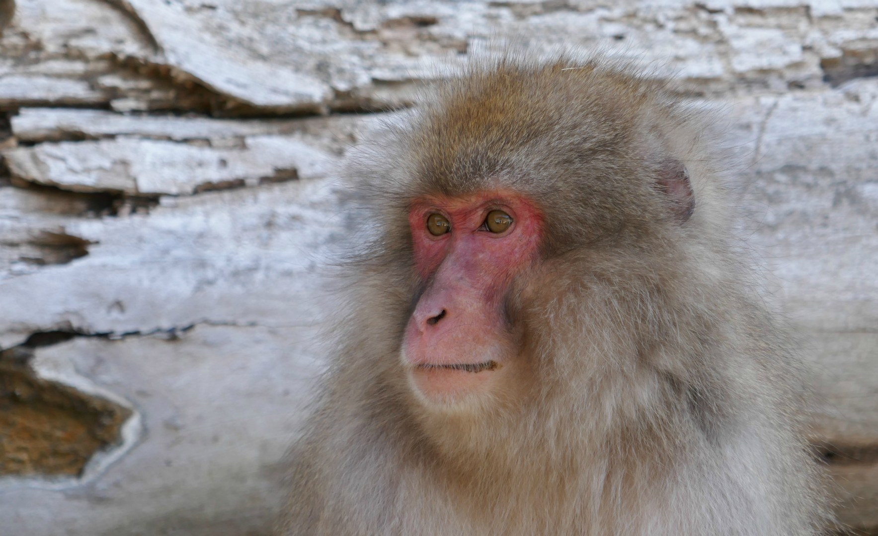 Japanese macaque, Jigokudoni Monkey Park