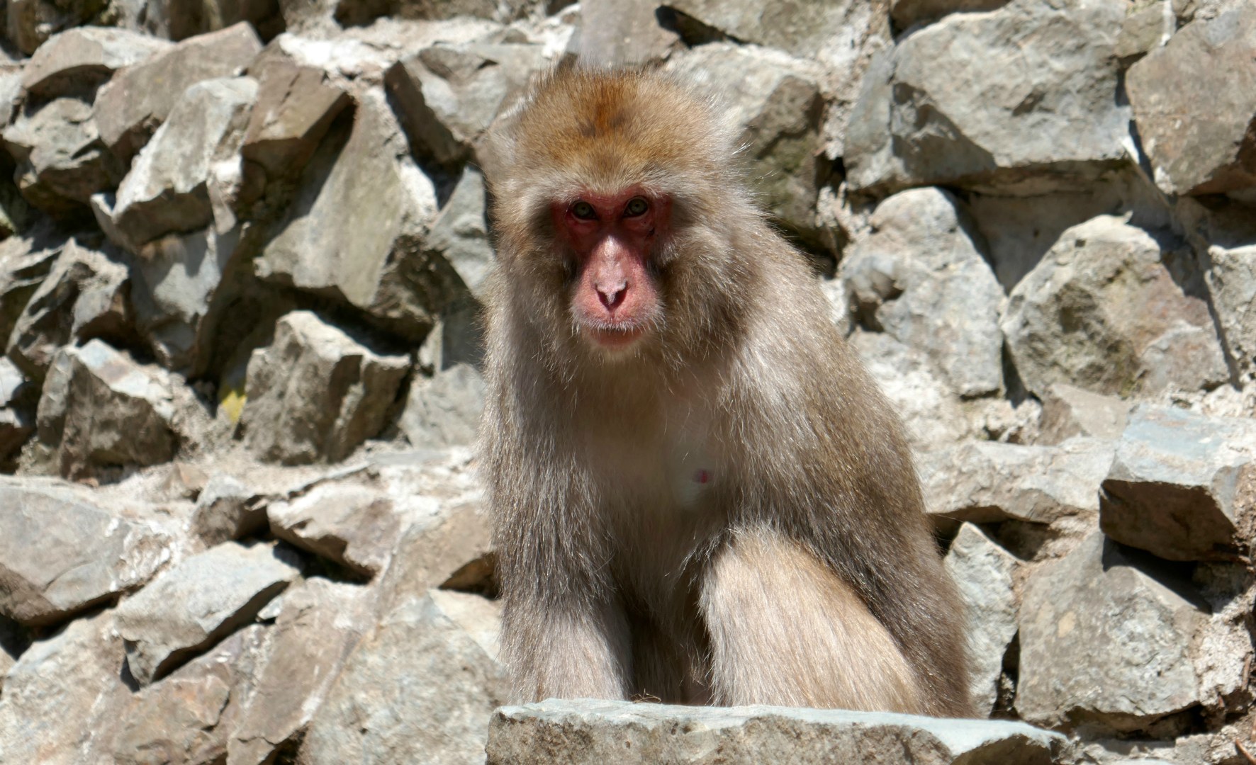 Japanese macaque, Jigokudoni Monkey Park