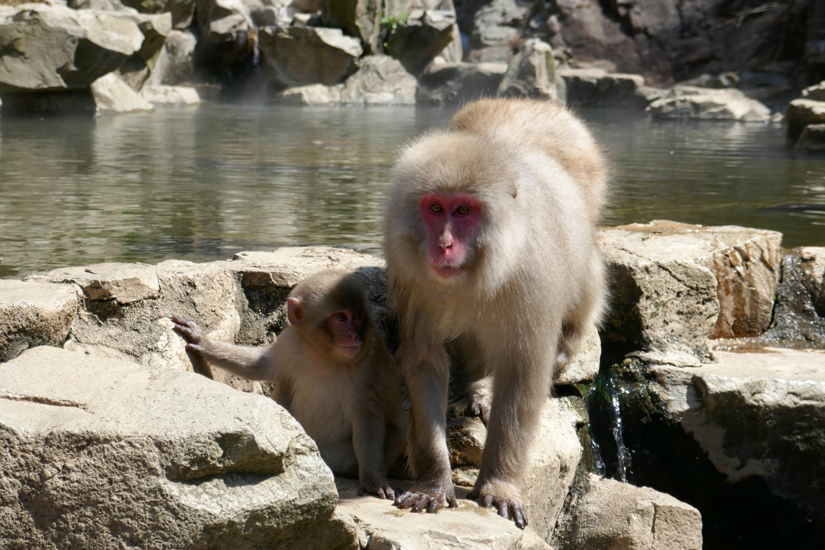 Japanese macaques, Jigokudoni Monkey Park