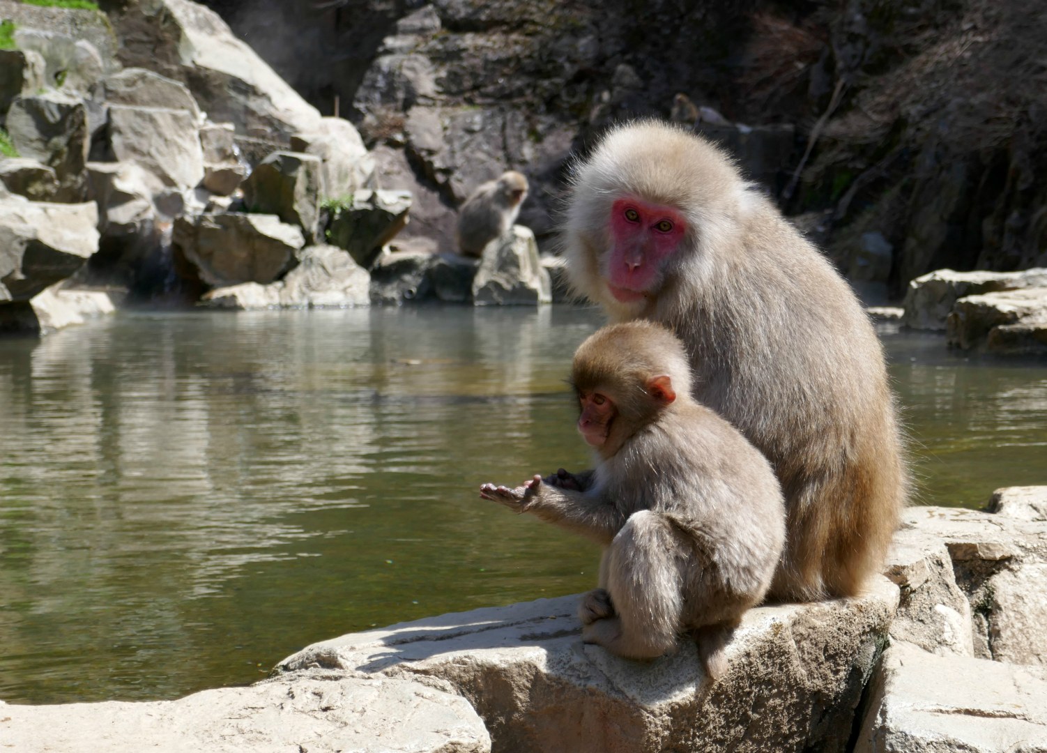 Japanese macaques, Jigokudoni Monkey Park