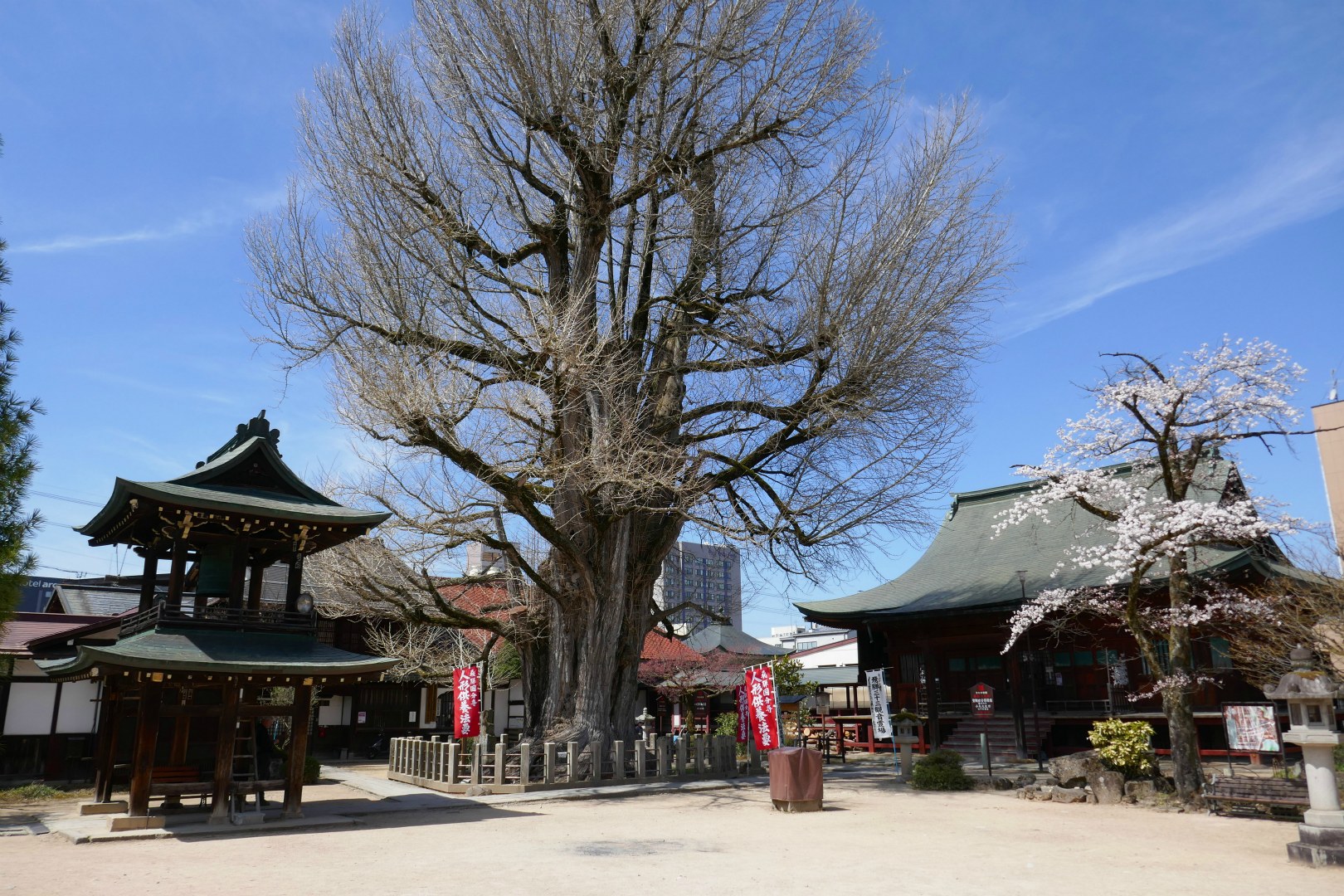 1200 year old Ginko Tree, Hida Kokubunji Temple, Takayama