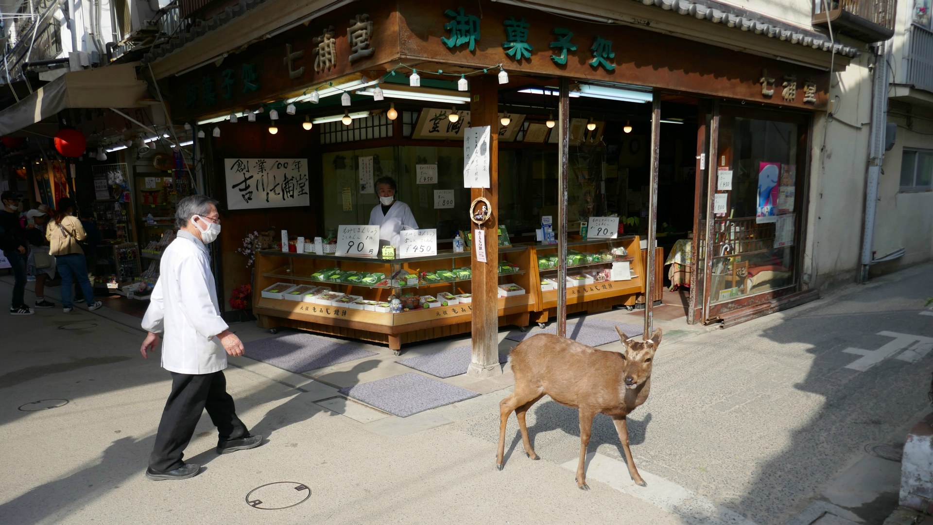 Sika Deer, Miyajima Island