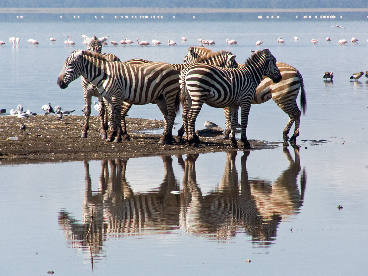 Zebra, Lake Nakuru National Park