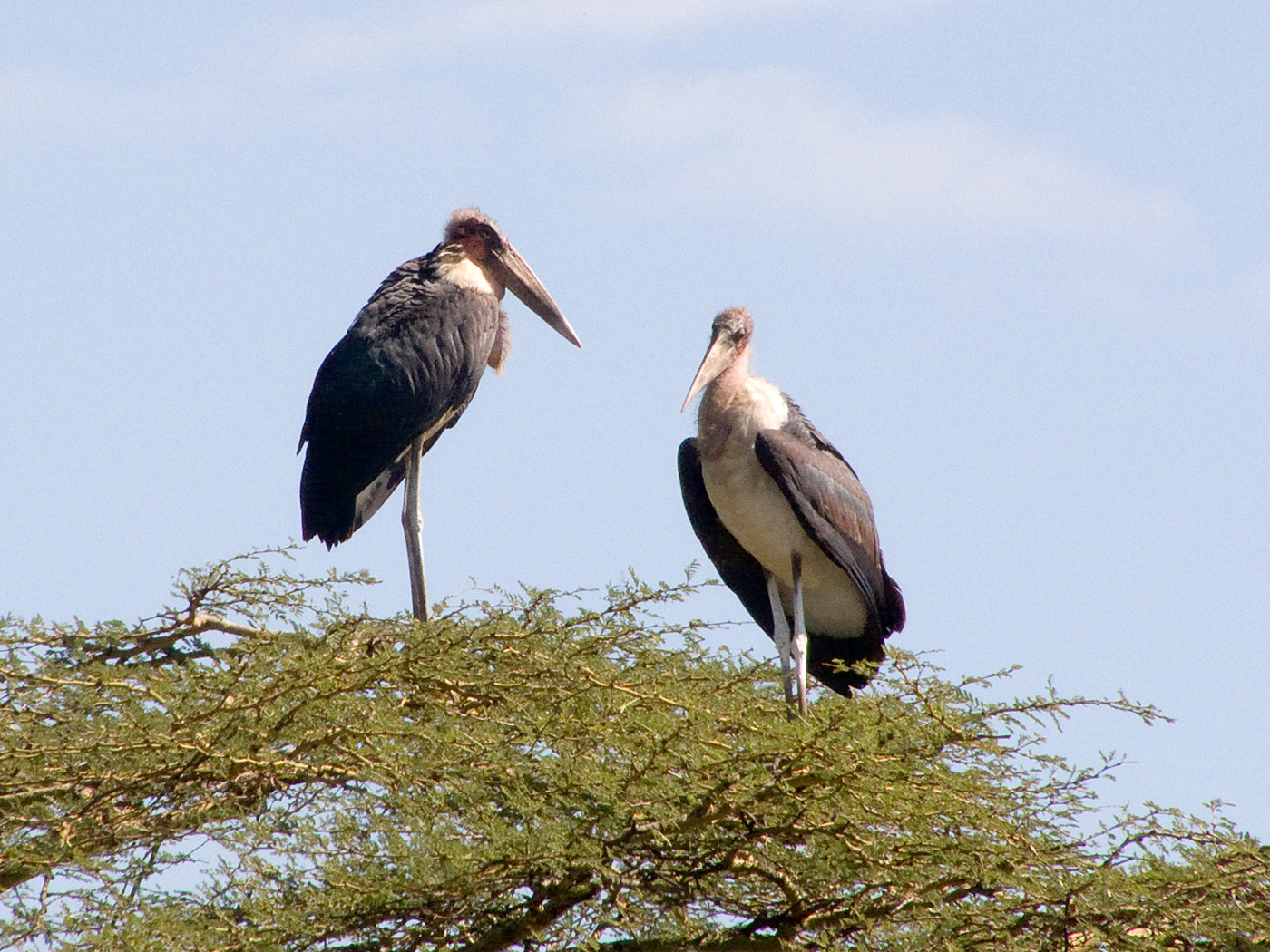 Marabou Storks, Lake Nakuru National Park