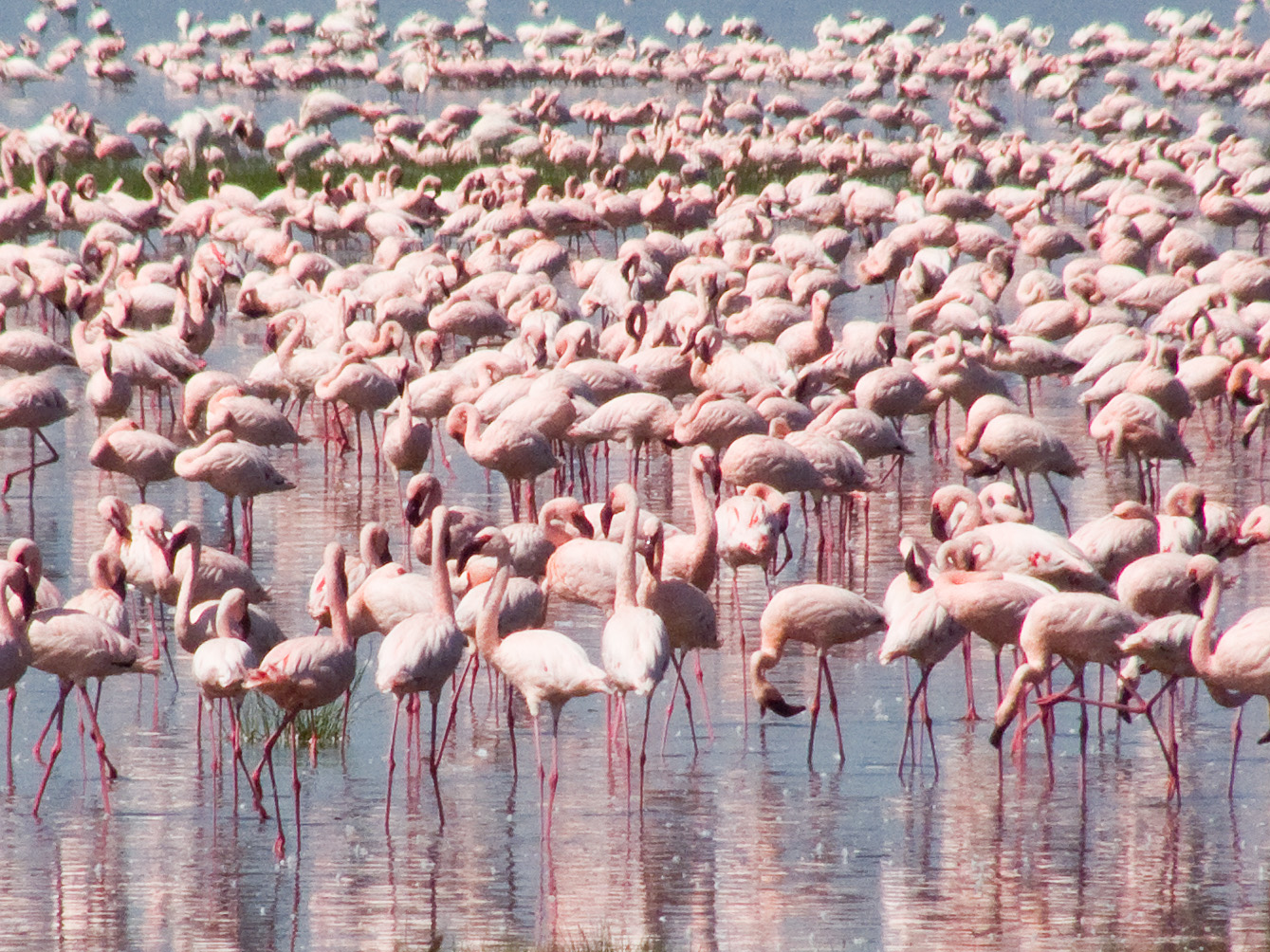 Flamingoes, Lake Nakuru National Park