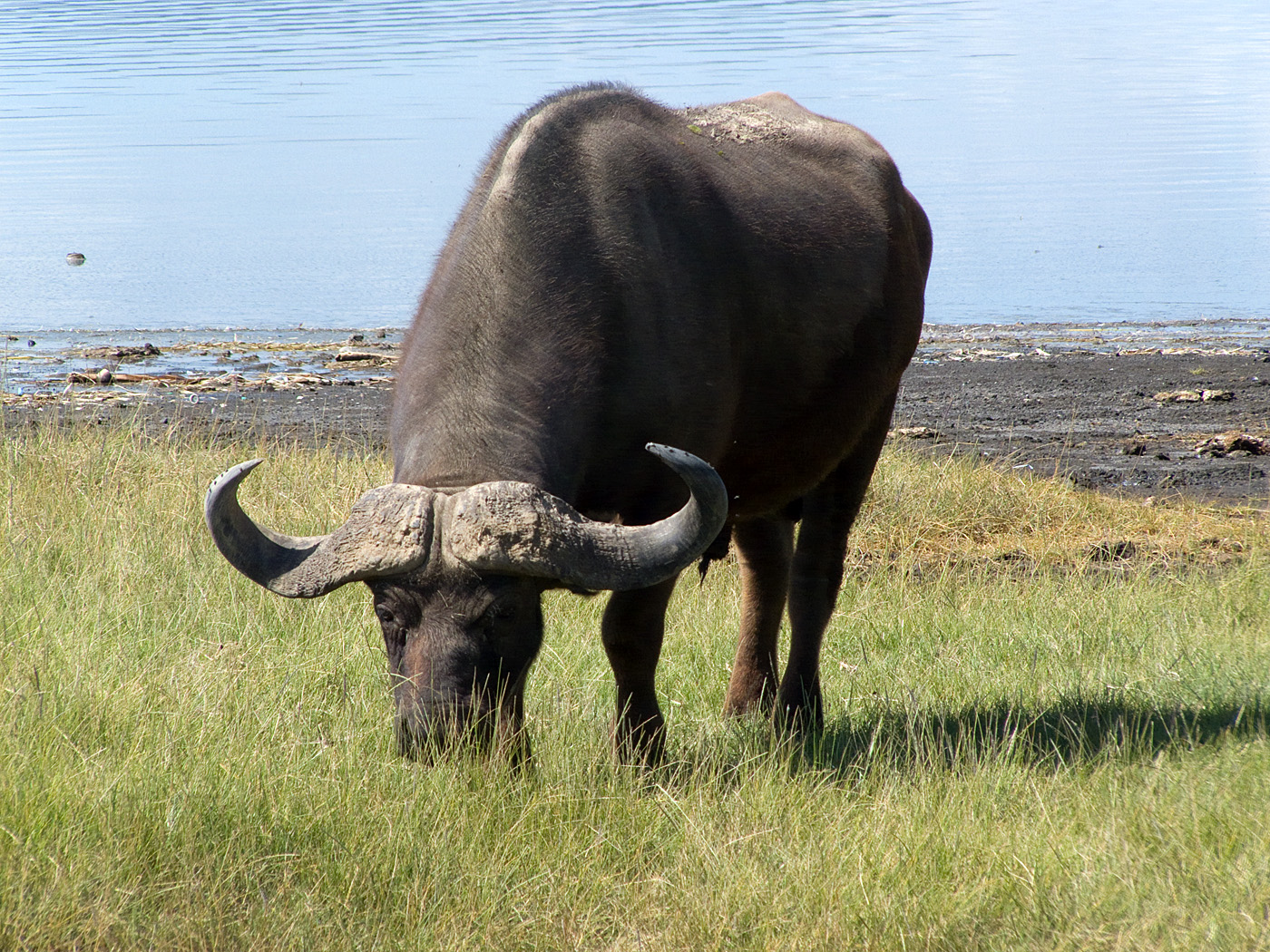 Buffalo, Lake Nakuru National Park