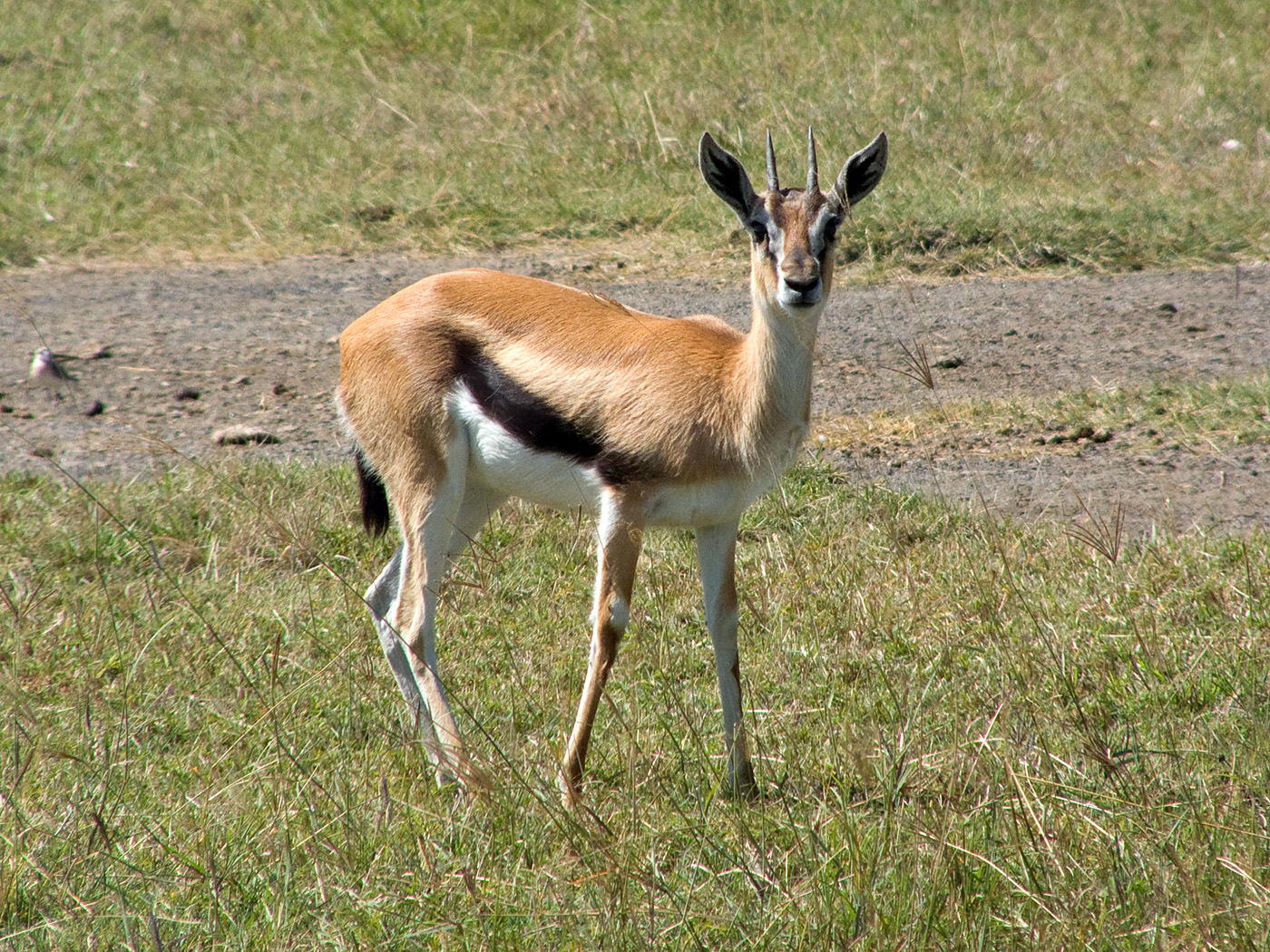 Thompson's Gazelle, Lake Nakuru National Park