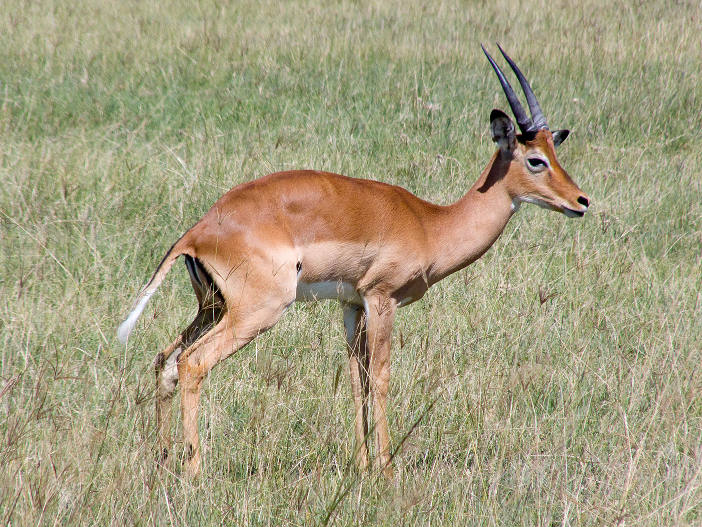 Impala, Lake Nakuru National Park