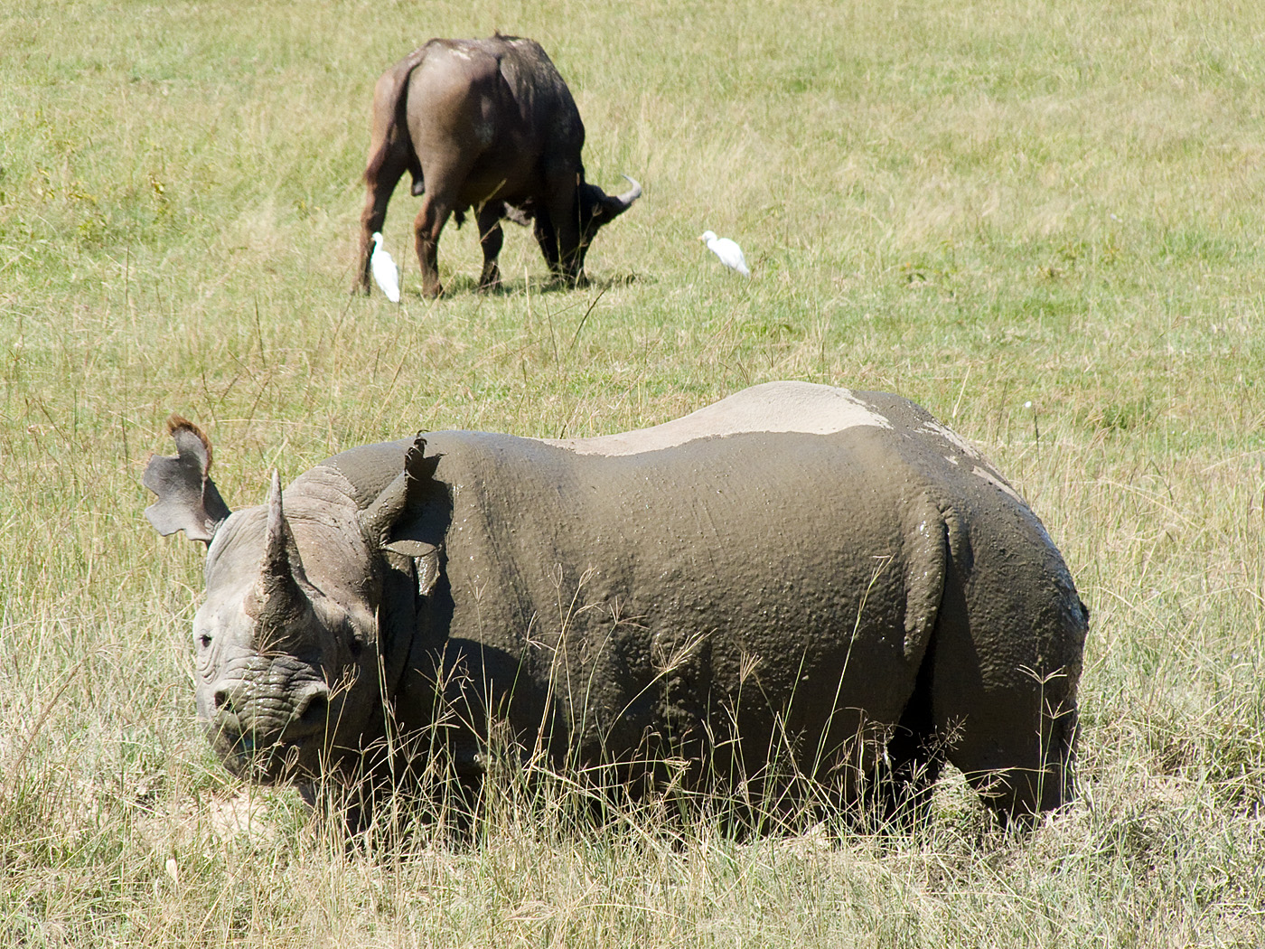 Black Rhino, Lake Nakuru National Park