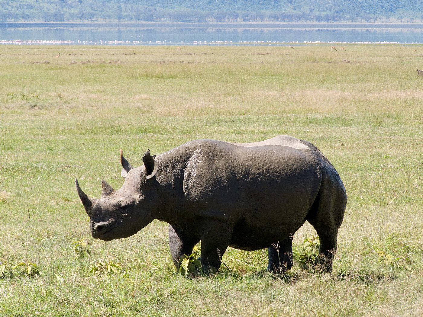 Black Rhino, Lake Nakuru National Park