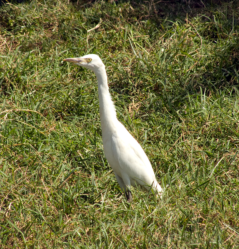 Cattle Egret, Lake Nakuru National Park