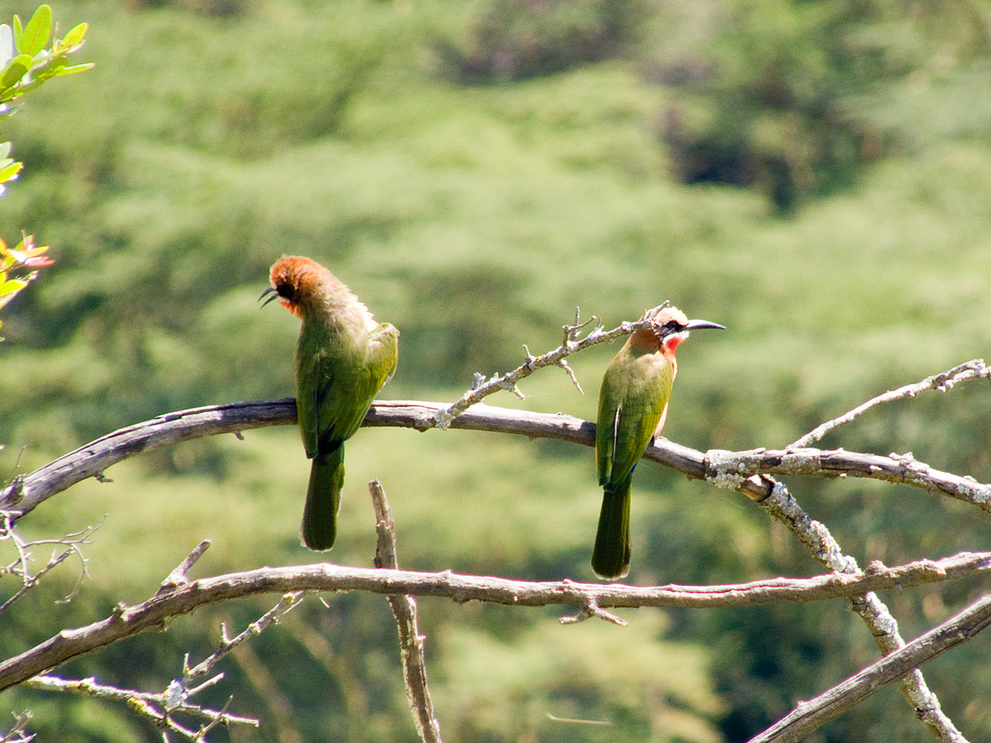 Bee-eaters, Lake Nakuru National Park
