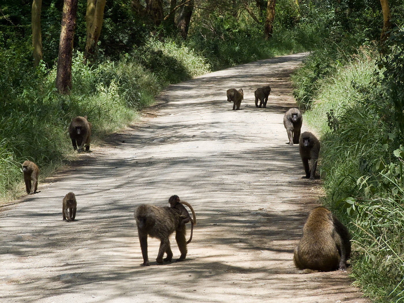 Baboons, Lake Nakuru National Park
