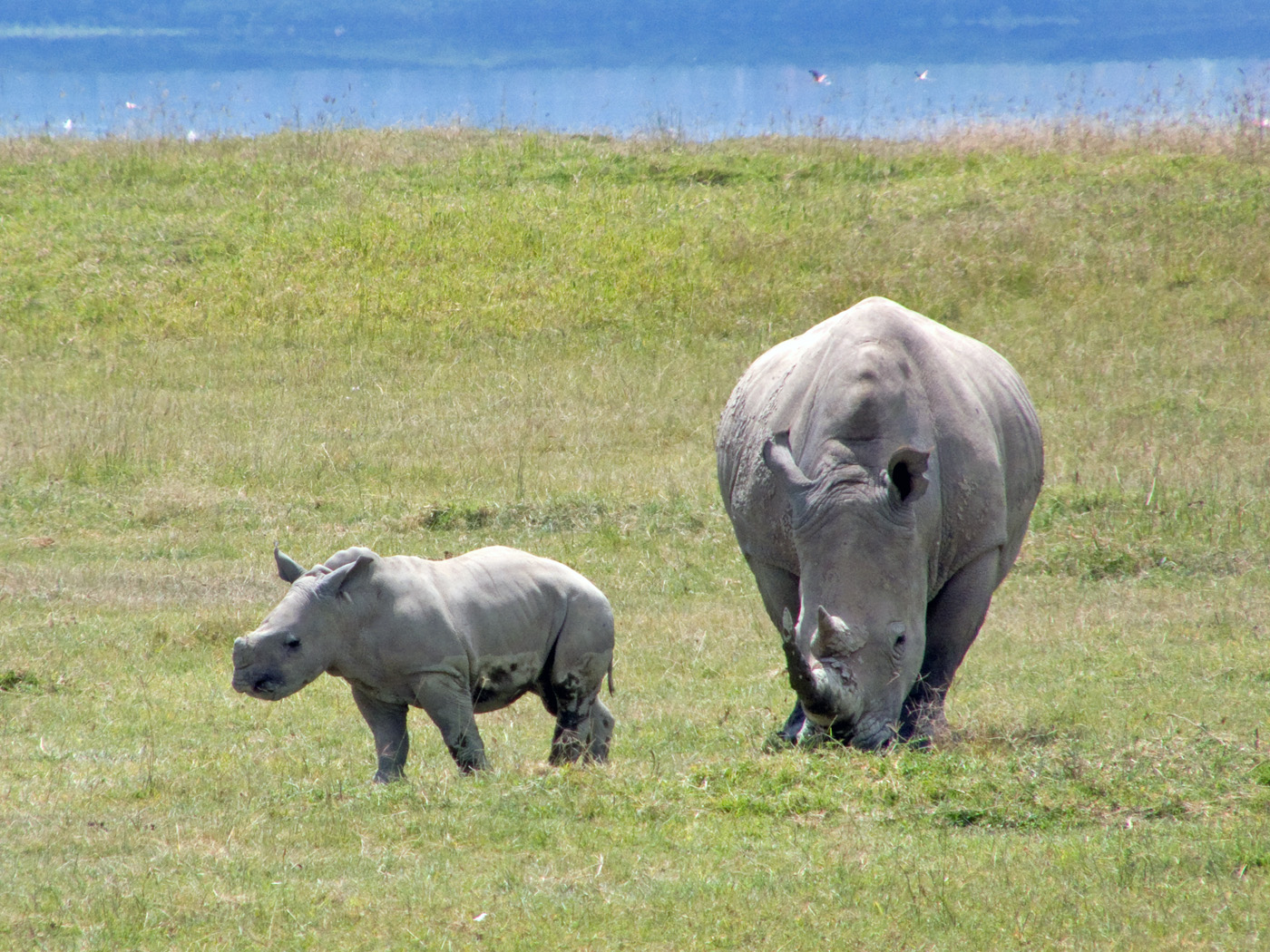 White Rhino and calf, Lake Nakuru National Park