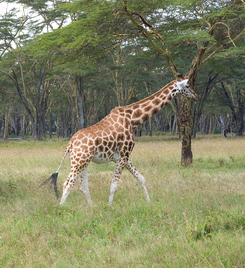 Giraffe, Lake Nakuru National Park