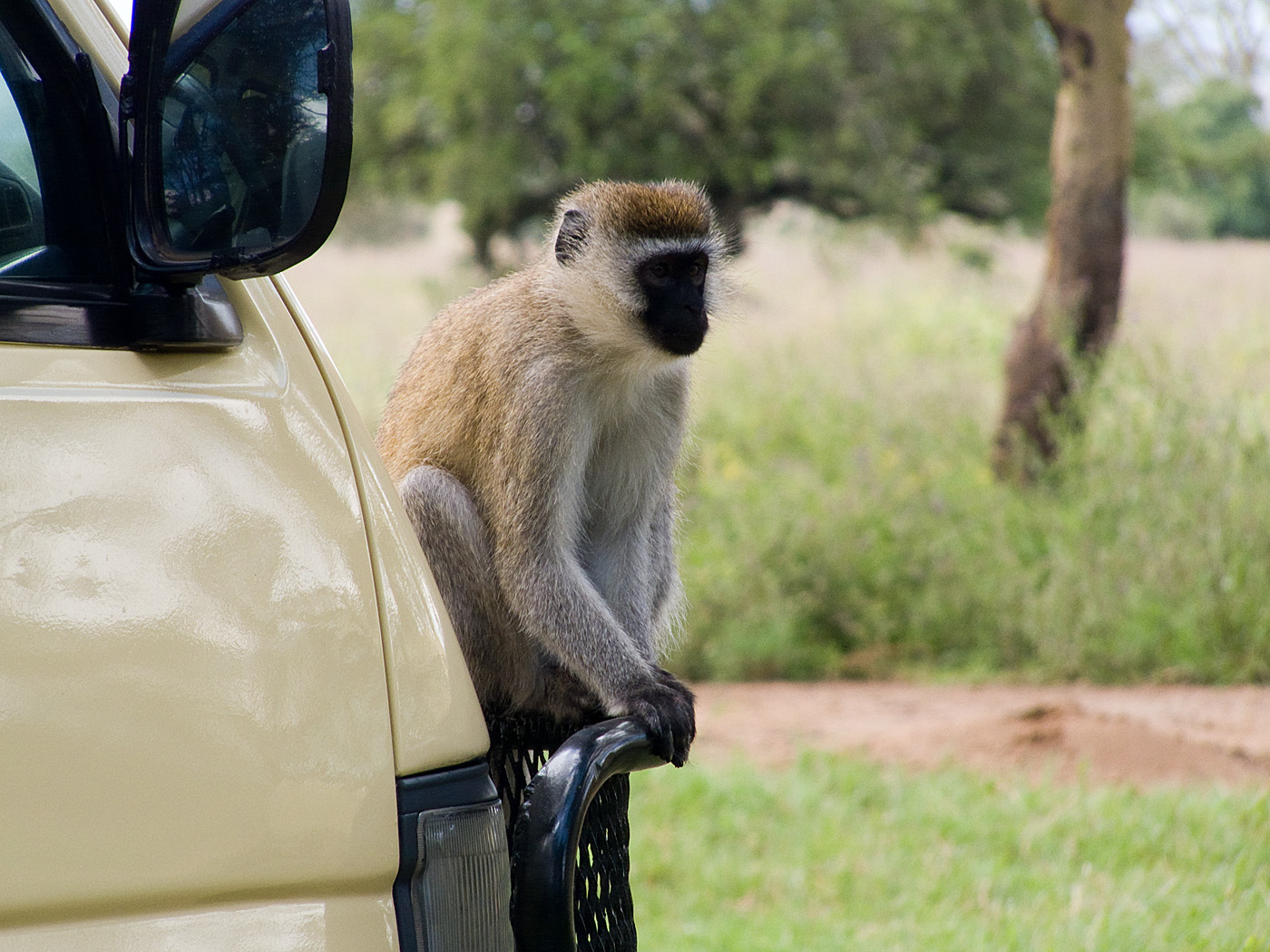 Vervet Monkey, Lake Nakuru National Park