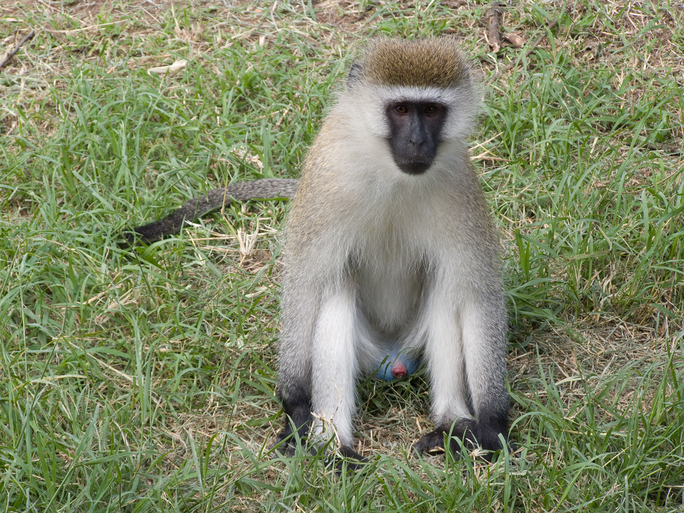 Vervet Monkey, Lake Nakuru National Park